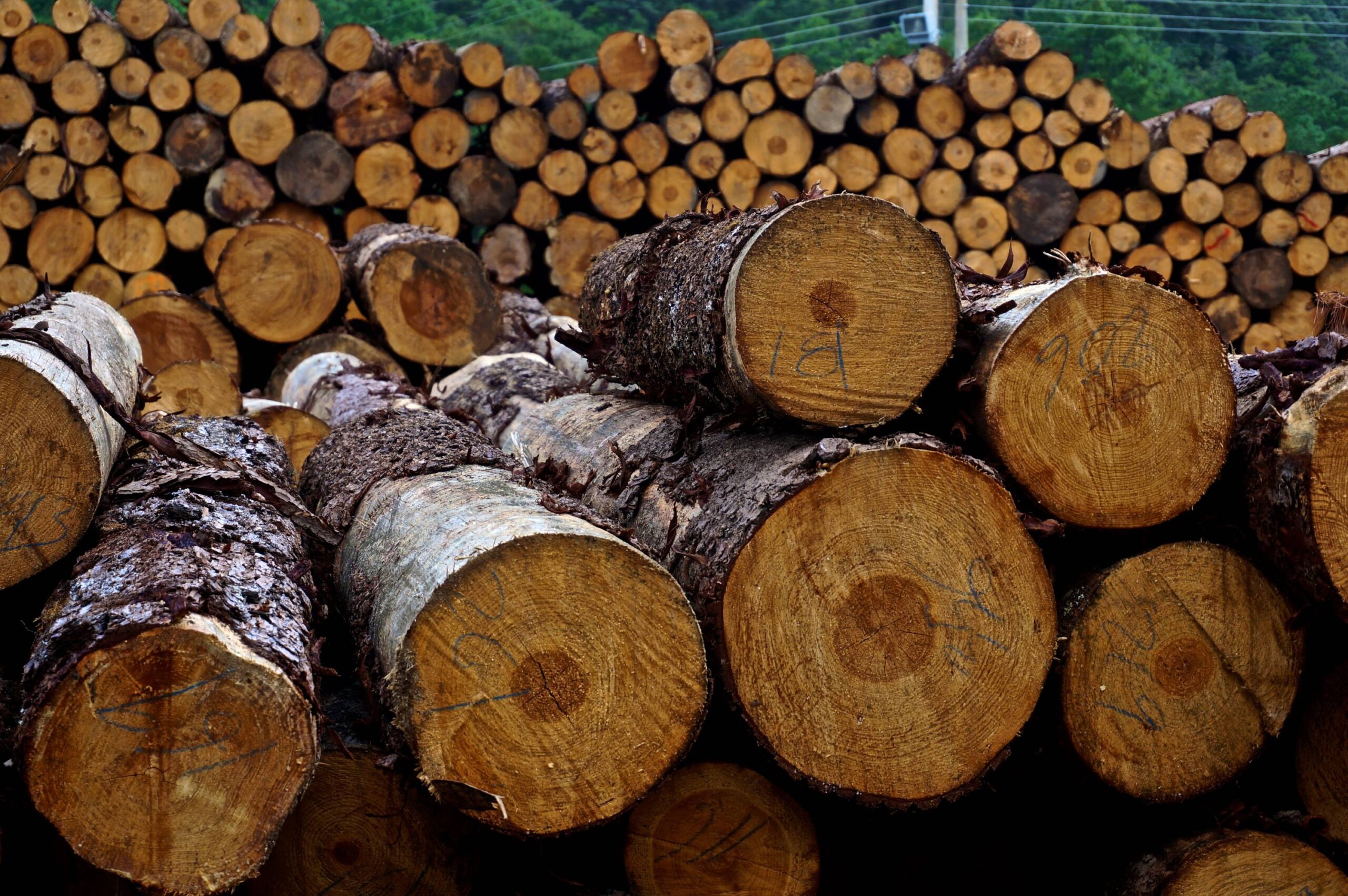 Logs from a community forest in Oaxaca, Mexico