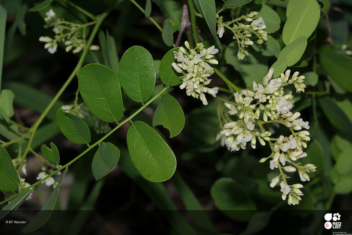 Dalbergia melanoxylon